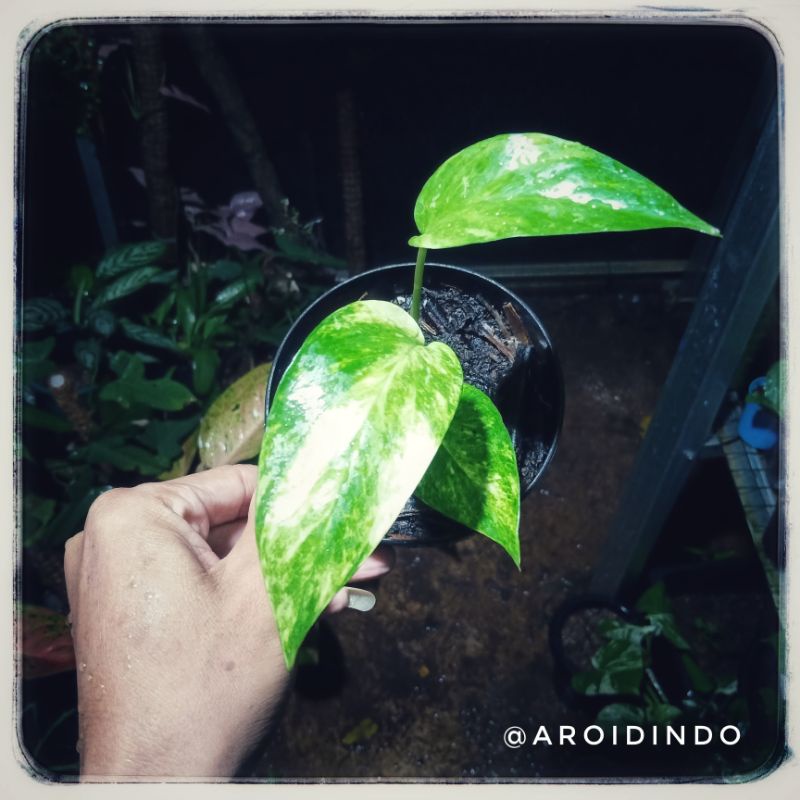 Epipremnum Kujang / Epipremnum Yellow Variegata F1