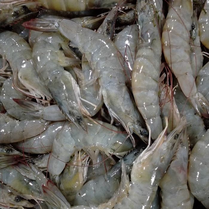 

Udang Vaname Besar 1000 gram | 1 kg | 1000gram