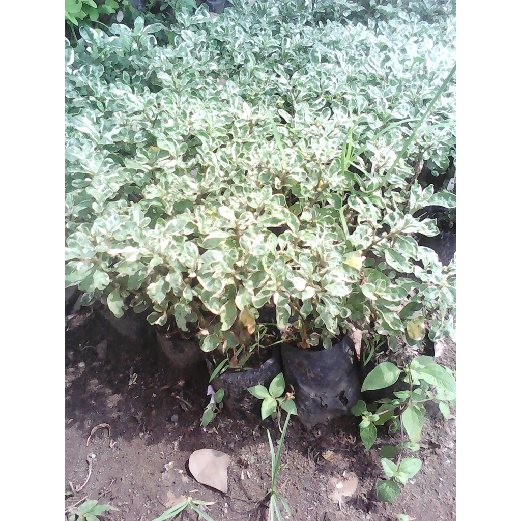 Krokot daun hijau putih varigata Tanaman Hias  Krokot Mawar Putih  Varigata Bunga Hidup Murah