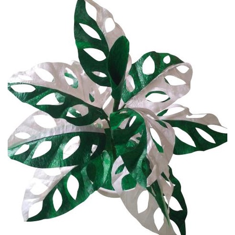 TANAMAN PLASTIK ARTIFICIAL JANDA BOLONG HIJAU PUTIH