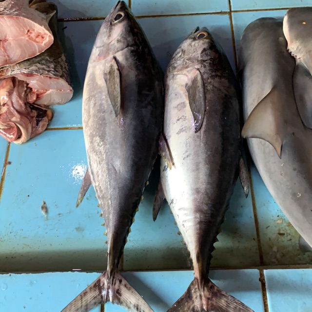 

Ikan Tongkol potong 1kg