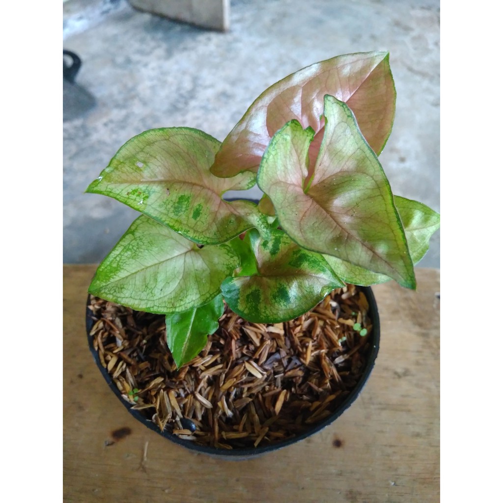 SYNGONIUM MINI ALLUSION