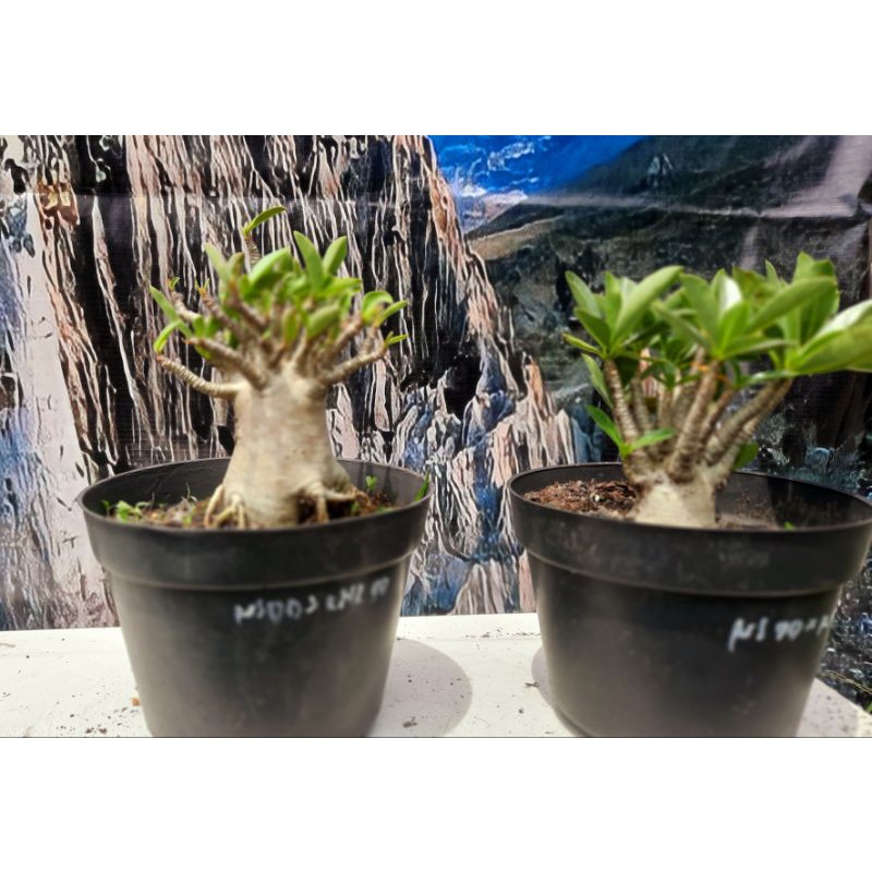 Adenium NS DD X KHZ DD / Nomsod DD x Kao Hin Zon DD