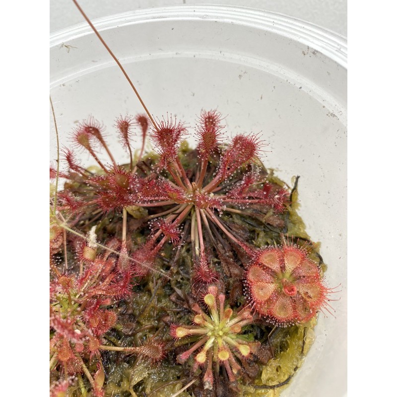 Drosera Capilaris long leaf pemakan serangga tanaman bukan biji