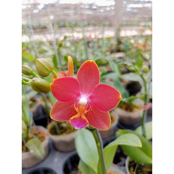 anggrek bulan grade B novelti merah phalaenopsis hybrid bunga mini kondisi knop mekar angbul wangi h