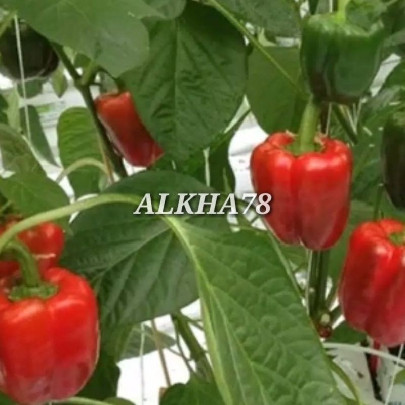 BENIH PAPRIKA MERAH (RED STAR) FI.