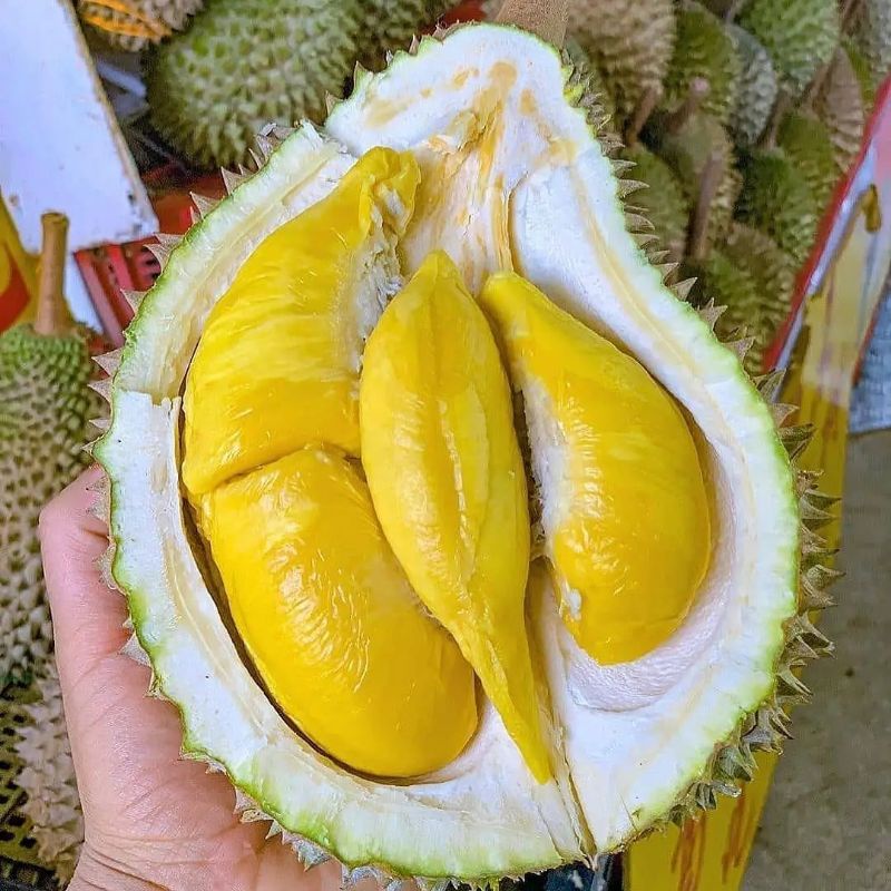 bibit durian musangking asli genjah