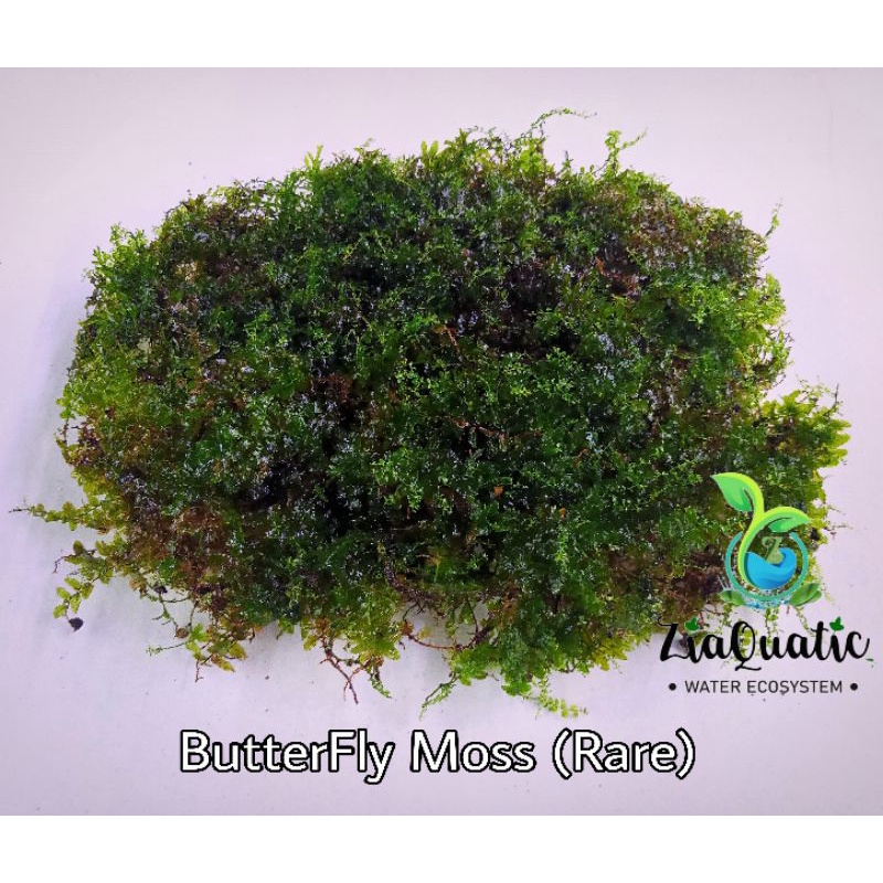 Tanaman Paludarium Terarium Butterfly Moss (Langka)
