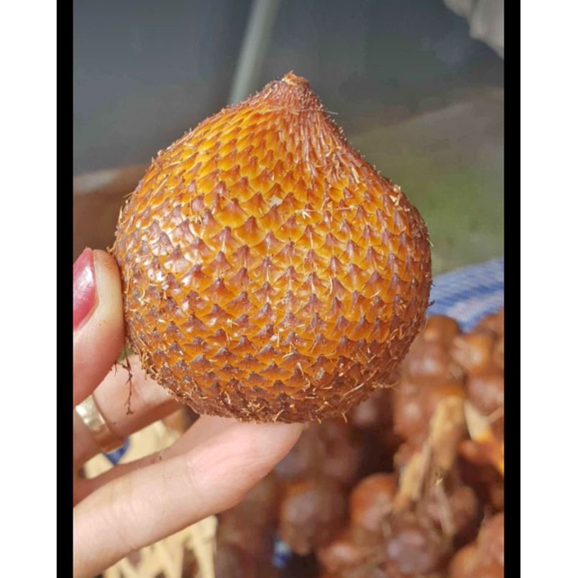 

Buah salak manis asli Sibetan Karangasem