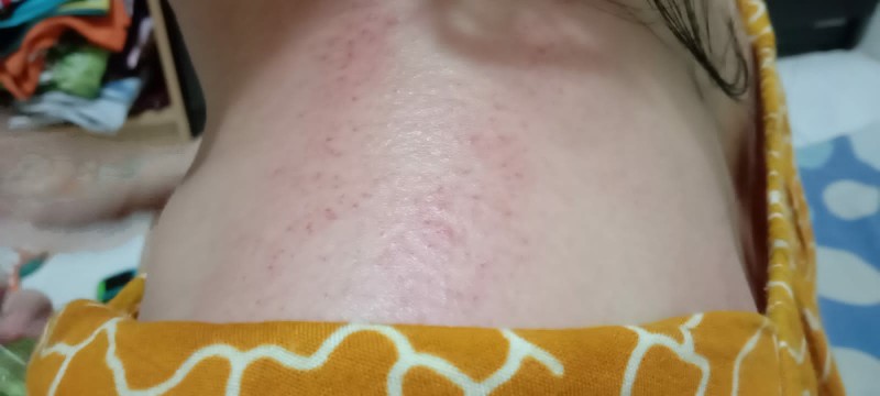 Biji Benih Bidara Arab Sudah Kupasan Siap Semai Isi  1 Biji