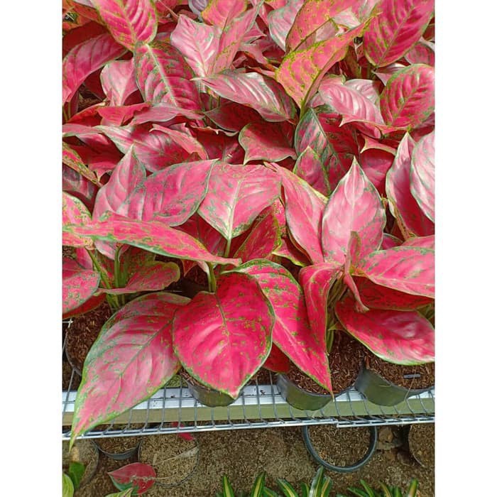 Tanaman Hias Aglaonema Aglonema Red King