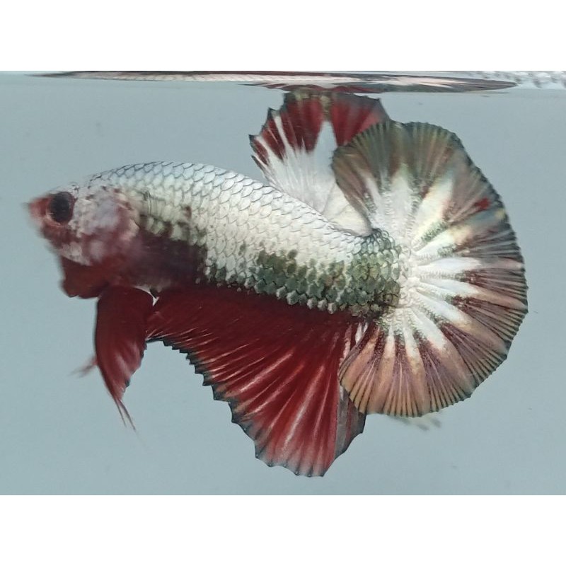 Cupang Red Koi Copper