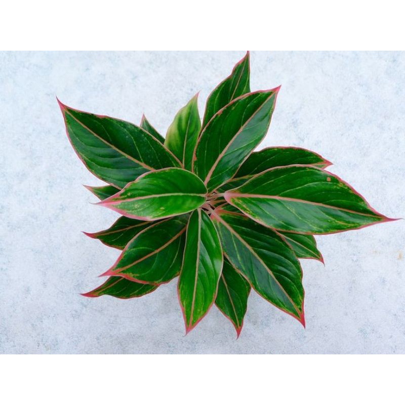 Aglonema Lipstik Tiger