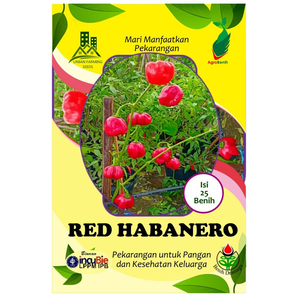 Benih Cabai Unik RED HABANERO