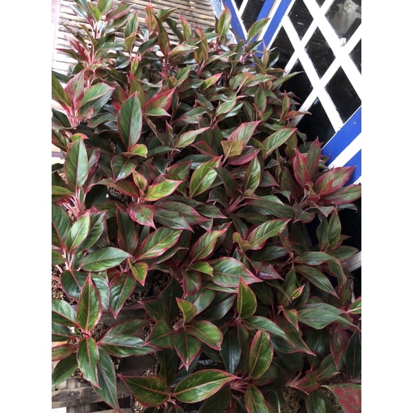 Aglaonema lipstik siam aurora