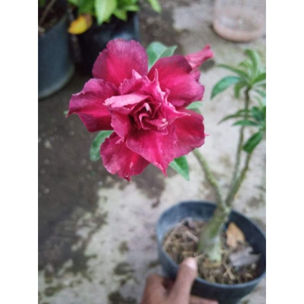 adenium khusus bunga tumpuk size B-C