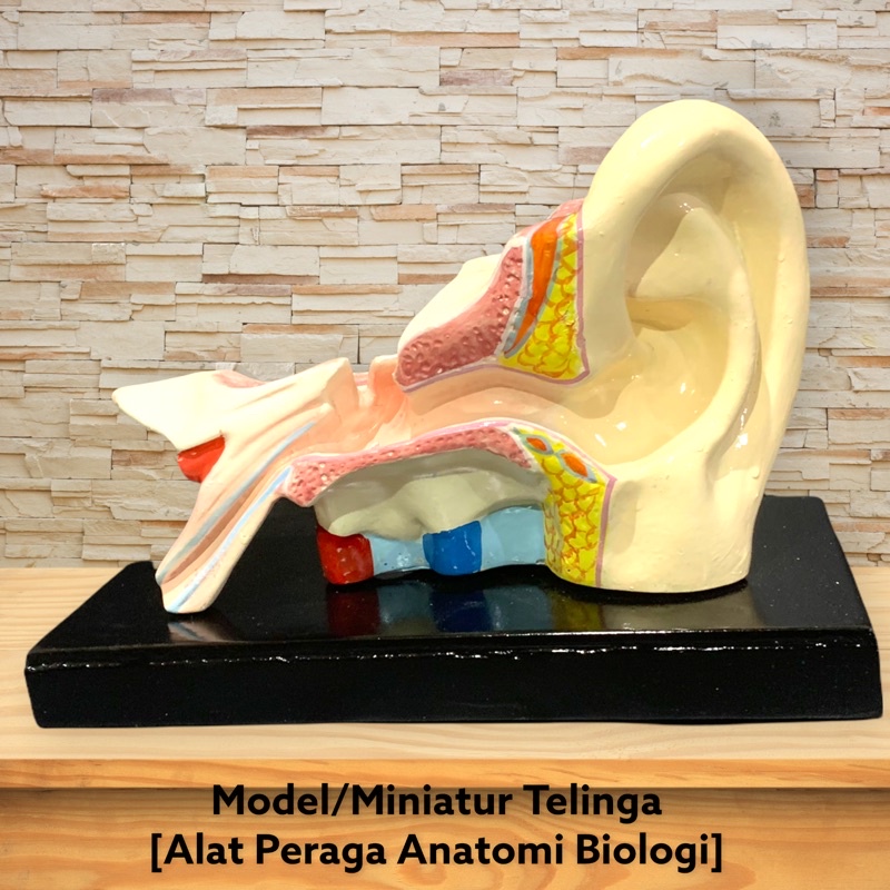 

[PROMO] Model Torso Miniatur Anatomi Telinga Manusia - Alat Peraga Biologi [100% Original]