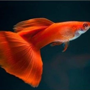 

Ikan hias Guppy AFR/Guppy albino ful red paket 2 betina 1 jantan