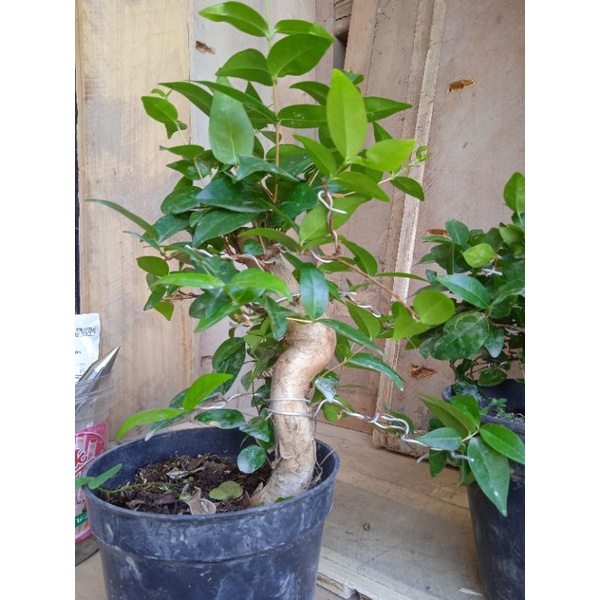 Bonsai Dewandaru Mame