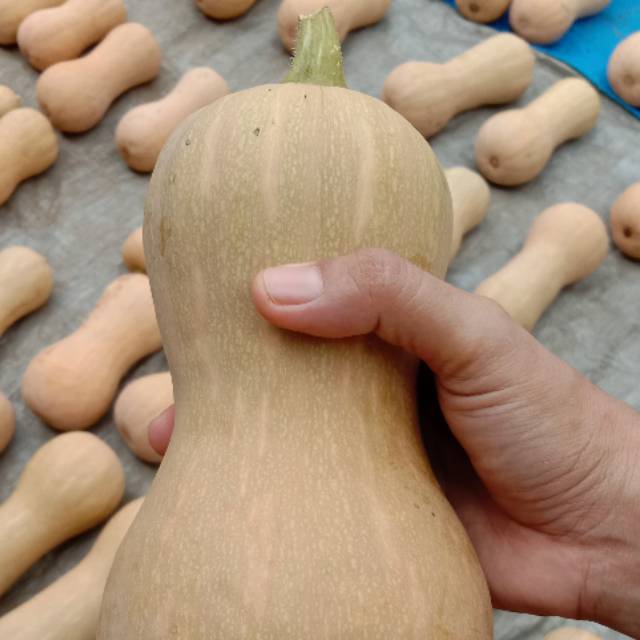 

Butternut Organik 1buah Sayur Sehat Bogor