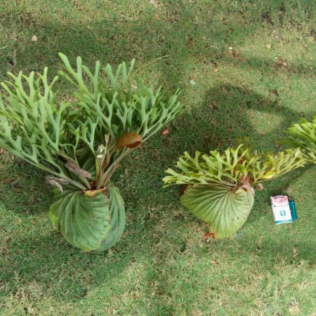 Platycerium Ridleyiii Shopee Indonesia