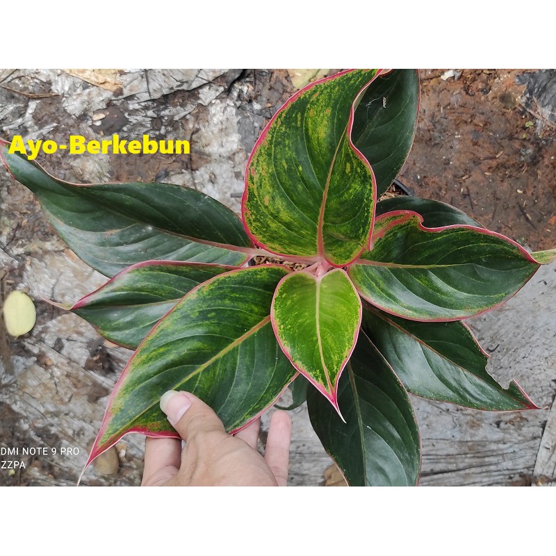 Tanaman Hias aglonema lipstik / Tanaman aglaonema lipstik / Pohon Aglaonema Lipstik / Pohon Aglonema