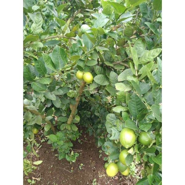 

Bibit Jeruk Lemon Tanpa Biji Okulasi