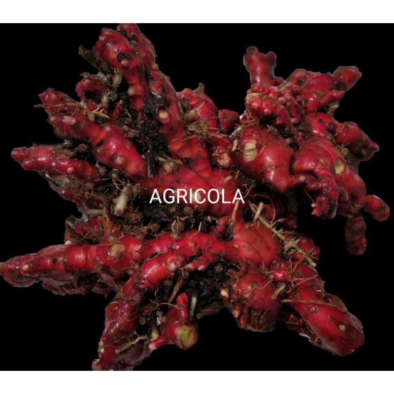 

Jahe Merah Cuci 500gr