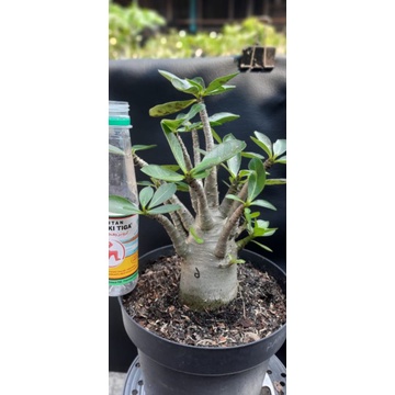 Adenium Arabicum Hibrid