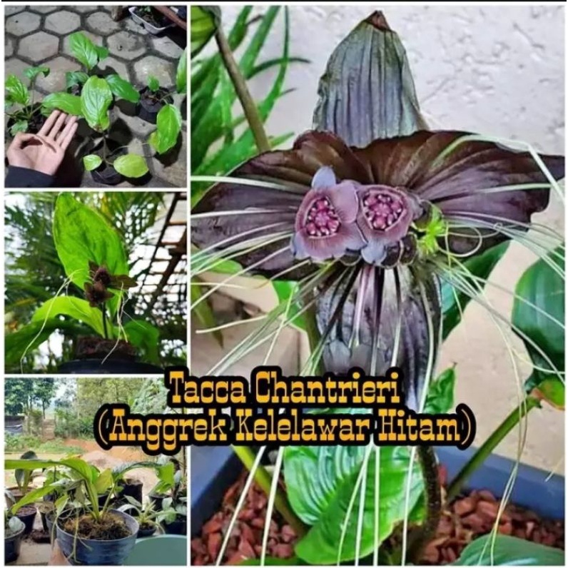 Tacca Chantrieri Black Bat Anggrek Tanah kelelawar Hitam Tanaman Hias Langka
