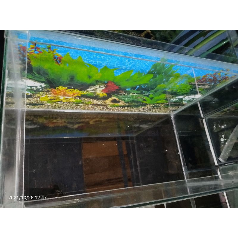 aquarium kaca 50x25x30 PLT