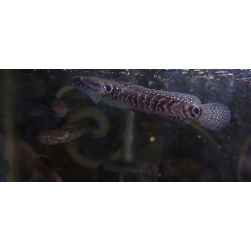 Asiatica White Spot WS-Pure 6.7.8 cm