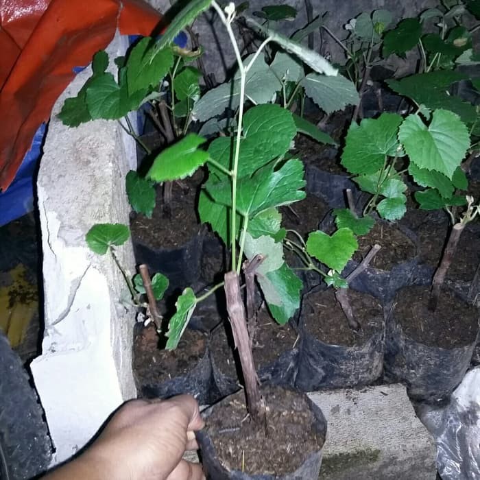 Bibit anggur lokal isabella rootstock