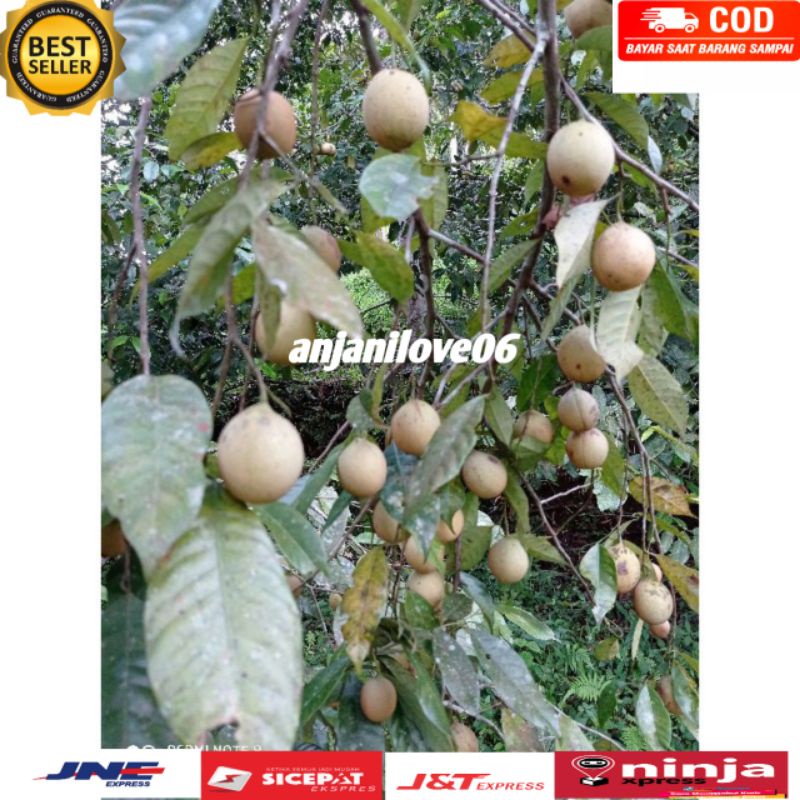 

BUAH PALA SEGAR PRES DADAKAN METIK 1 kg