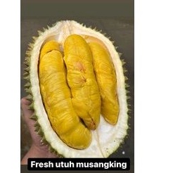 

DURIAN MUSANGKING FRESH atau DURIAN RAJA SULTAN MALAYSIA