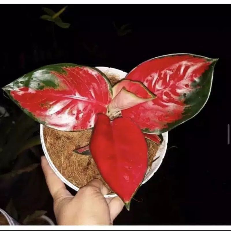 bonggol aglonema suksom jaipong bertunas