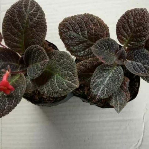 Tanaman hias Episcia Violet - Episcia hitam - beludru