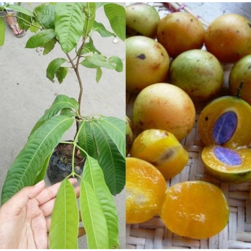 Bibit tanaman buah gandaria/Pohon buah gandaria