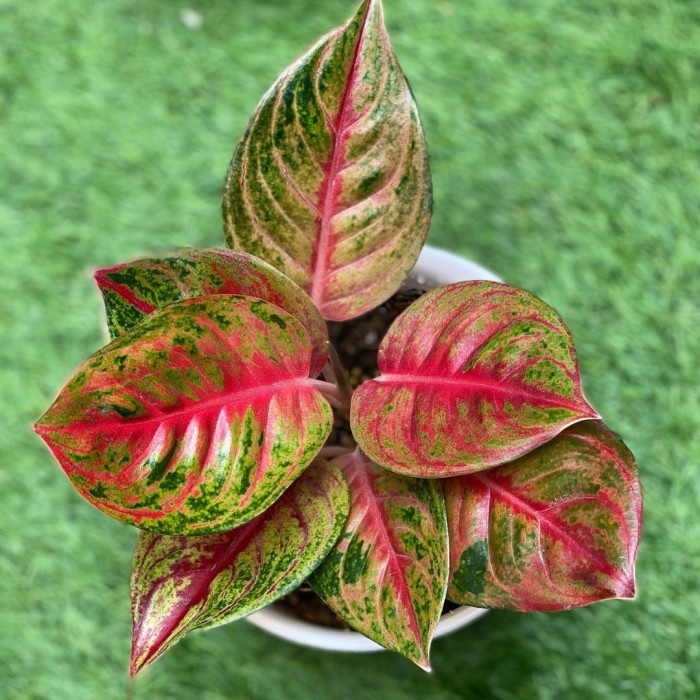 aglonema mahameru Bibit/Bonggol Tanaman Hias