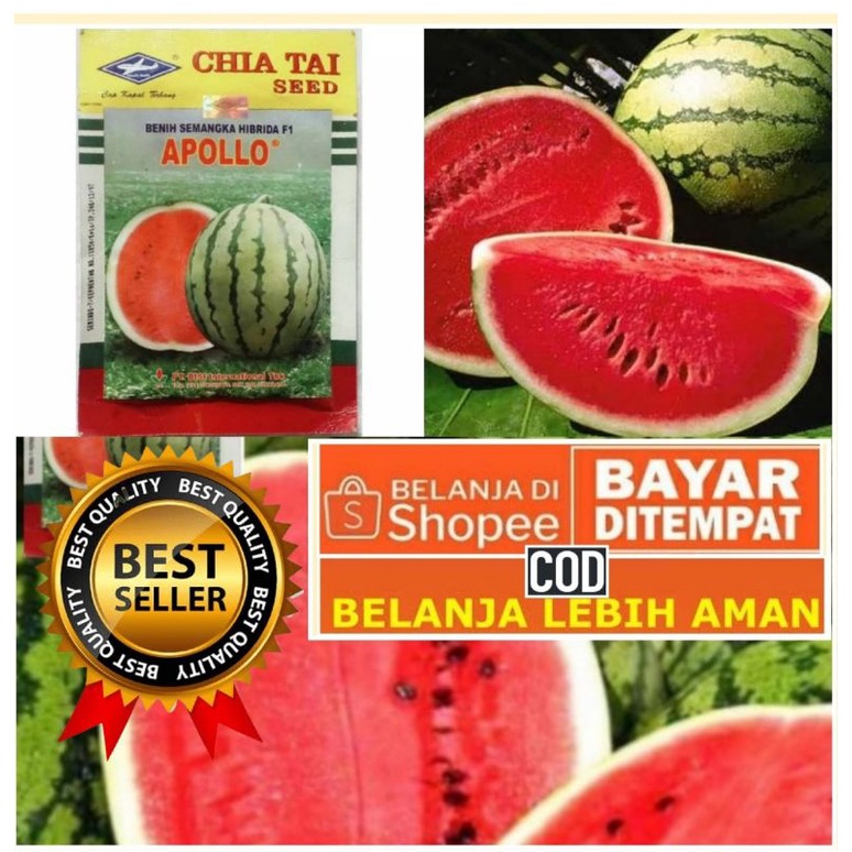

Benih BIJI BUAH SEMANGKA MERAH APOLLO HIBRIDA F1 tanpa biji 10 gr/BUAH BUAHAN
