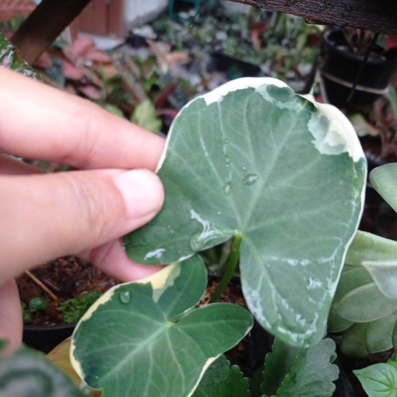 keladi tikus varigata