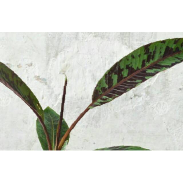 Tanaman Pisang Merah Sumatera