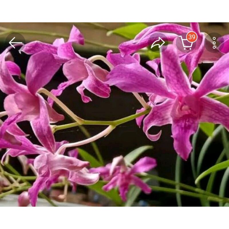 anggrek spesies superbient tual maluku