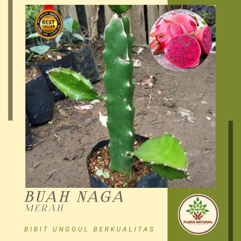 Bibit tanaman buah naga merah Pohon buah naga merah