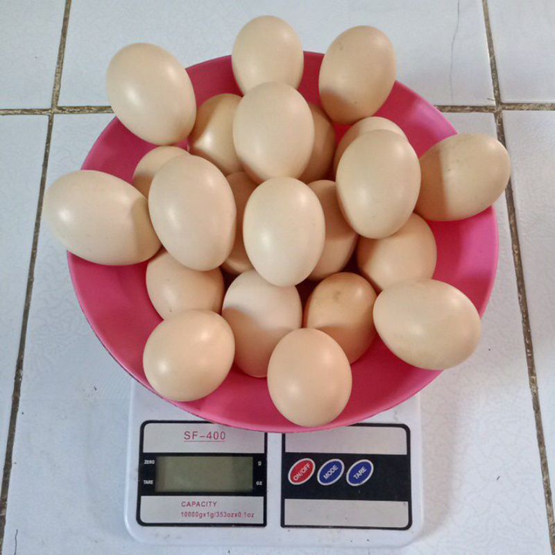 

Telur / Telor Ayam Kampung, Fertil, Bisa Untuk Ditetaskan / Jamu / Konsumsi Per kg / 1 kg Isi 16 Butir