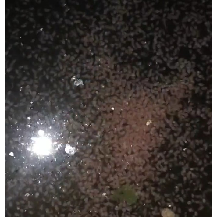 KUTU AIR/ MOINA SP/ PAKAN BURAYAK