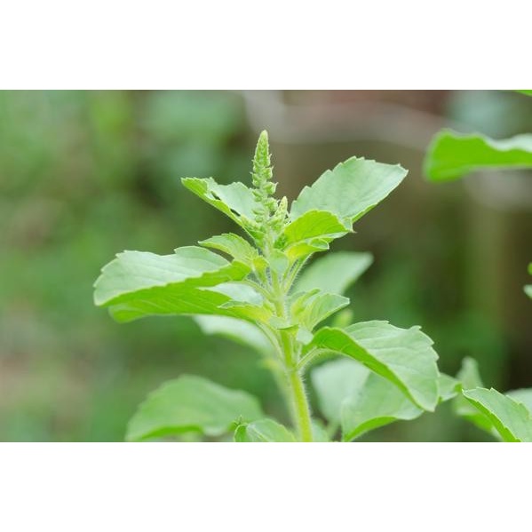 

Bubuk Daun Kemangi 500 g Serbuk Ocimum sanctum Powder Murni