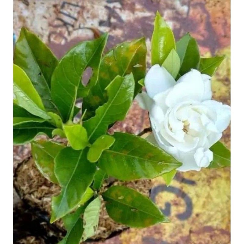 KACA PIRING BUNGA PUTIH BUNGA KACA PIRING STEK BIBIT