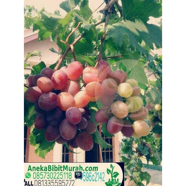 SUPER PROMO BIBIT ANGGUR MERAH ISABEL ORI