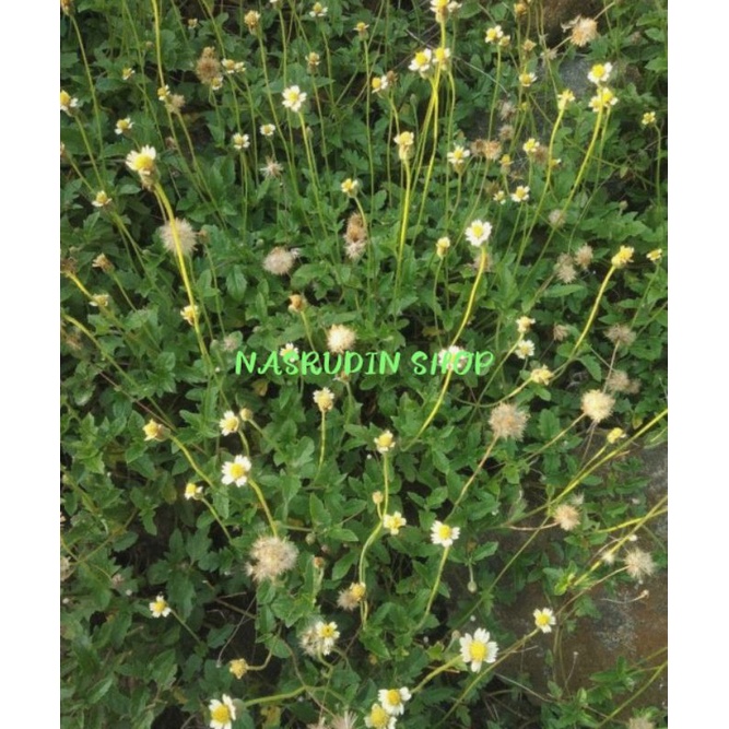 

[Fresh] BIBIT GLETANG / TRIDAX PROCUREMENT / KATUMPANG / GLETANGAN / CEMONDELAN / GORESAN / LONDOTAN